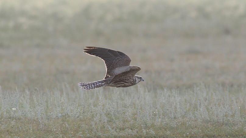 Alacsonyan repülő kerecsensólyom.