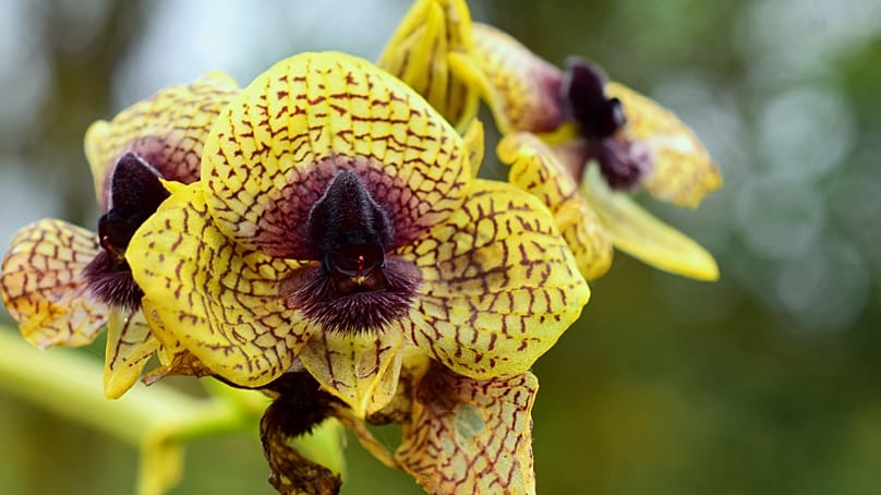 Gros plan de Telipogon cruentilabrum (surnommée l’orchidée ensanglantée).