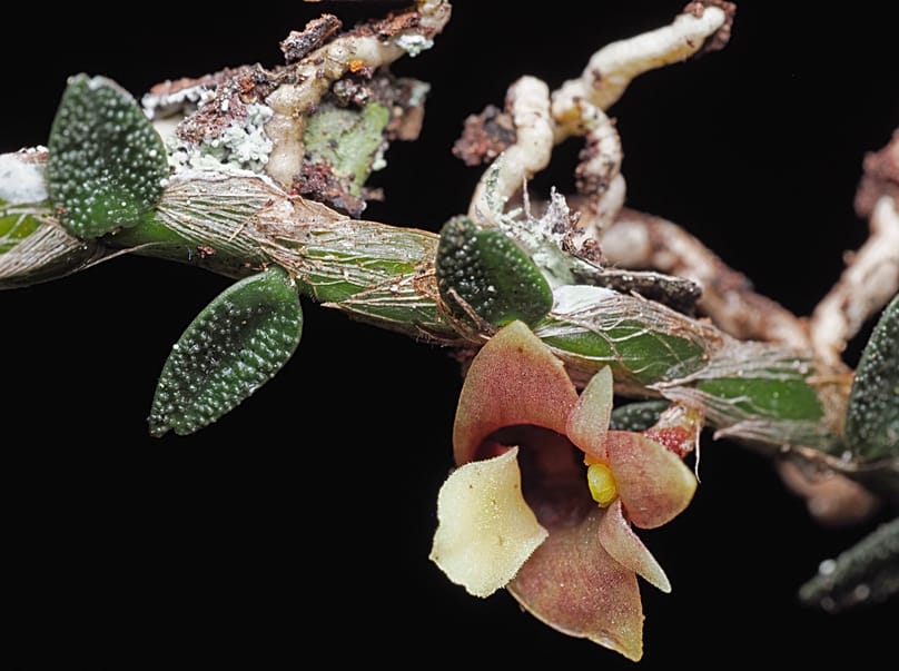 Gros plan de Dendrobium eruciforme, l’orchidée chenille.