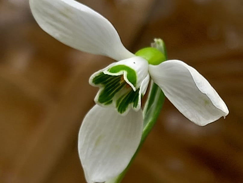 Galanthus subalpinus, la petite perce-neige déjà classée en danger critique d’extinction.