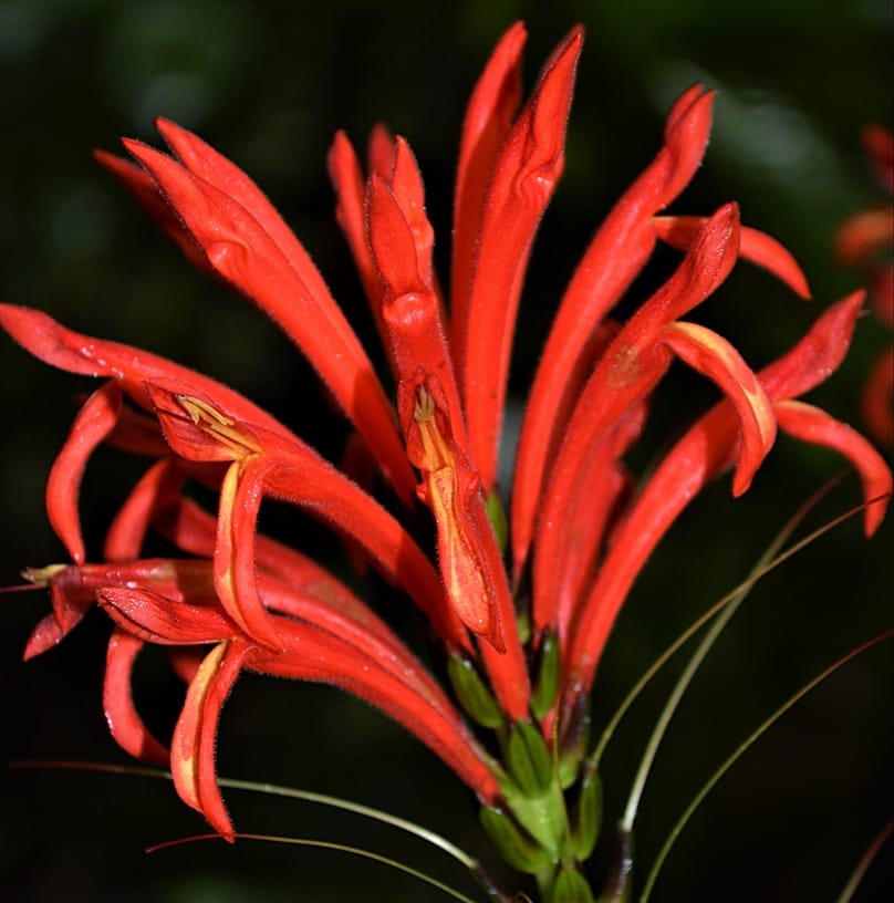 Aphelandra calciferi, dite « fleur du démon de feu ».