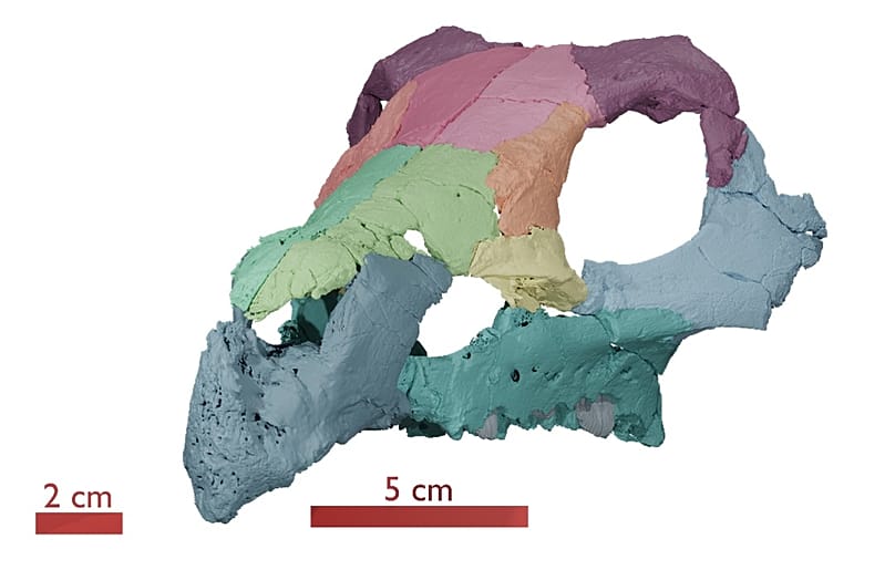 Az Ajkaceratops kozmai új koponyaleletének 3D rekonstrukciója