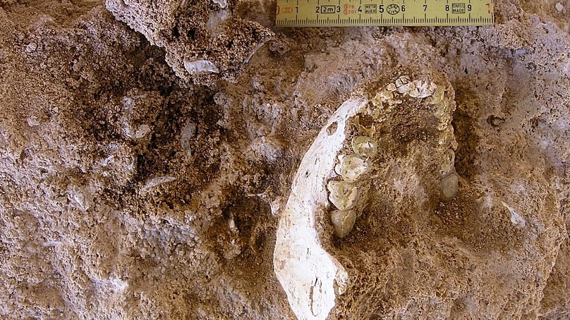 773.000 Jahre alter Unterkiefer ThI-GH-1 aus Thomas Quarry, Grotte à Hominidés in Marokko. 