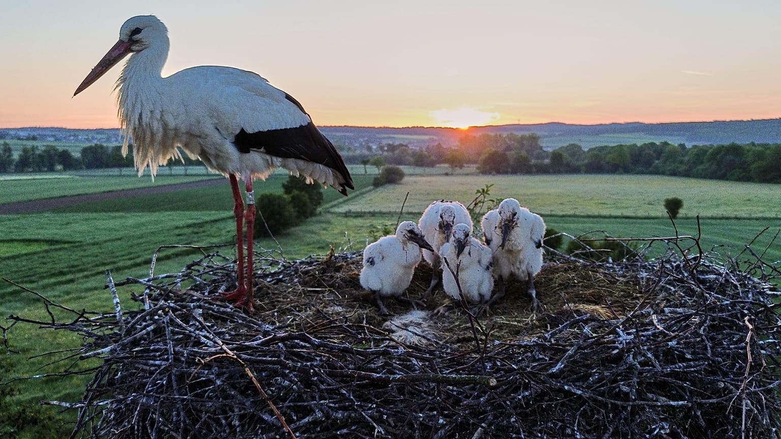 Four stork babies and their mother sit in their nest as the sun rises in Wehrheim near Frankfurt, Germany, Friday, May 22, 2026. 