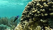 A fish swims through a coral reef in the Dutch Cays of Guna Yala on Panama's Caribbean coast, Tuesday, Aug. 25, 2026. 