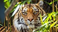 Forests with native tigers tend to store up to 12 per cent more carbon per hectare, one study shows.