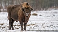 The European bison is making a comeback across the continent, bringing with it a wealth of wildlife benefits.