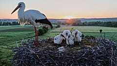 Four stork babies and their mother sit in their nest as the sun rises in Wehrheim near Frankfurt, Germany, Friday, May 22, 2026. 