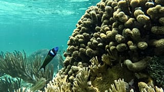 A fish swims through a coral reef in the Dutch Cays of Guna Yala on Panama's Caribbean coast, Tuesday, Aug. 25, 2026. 