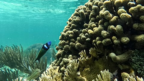 A fish swims through a coral reef in the Dutch Cays of Guna Yala on Panama's Caribbean coast, Tuesday, Aug. 25, 2026. 