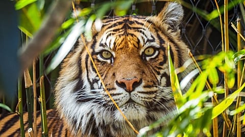 Forests with native tigers tend to store up to 12 per cent more carbon per hectare, one study shows.