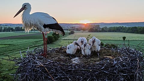 Four stork babies and their mother sit in their nest as the sun rises in Wehrheim near Frankfurt, Germany, Friday, May 22, 2026. 