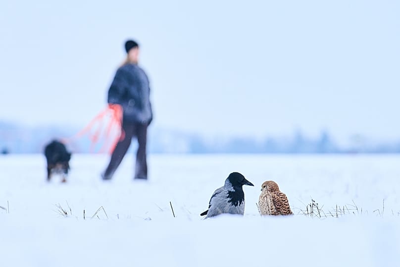 Vögel suchen im Schnee nach Nahrung, während winterliches Wetter die Stadt Berlin bedeckt, am Dienstag, dem 6. Januar 2026, in Deutschland.