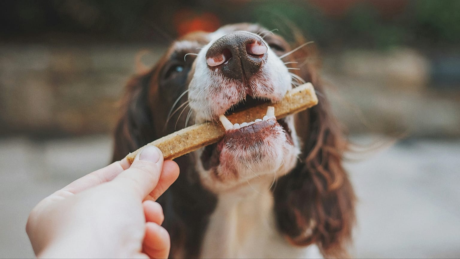 Ein braun-weißer Hund knabbert an einem Stock aus der Hand seines Besitzers.