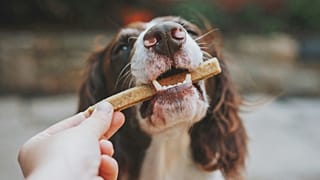 A brown and white dog eating a stick from its owner's hand.