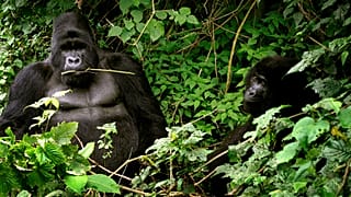 Rare gorilla twins born in conflict-hit Virunga National Park in DR Congo