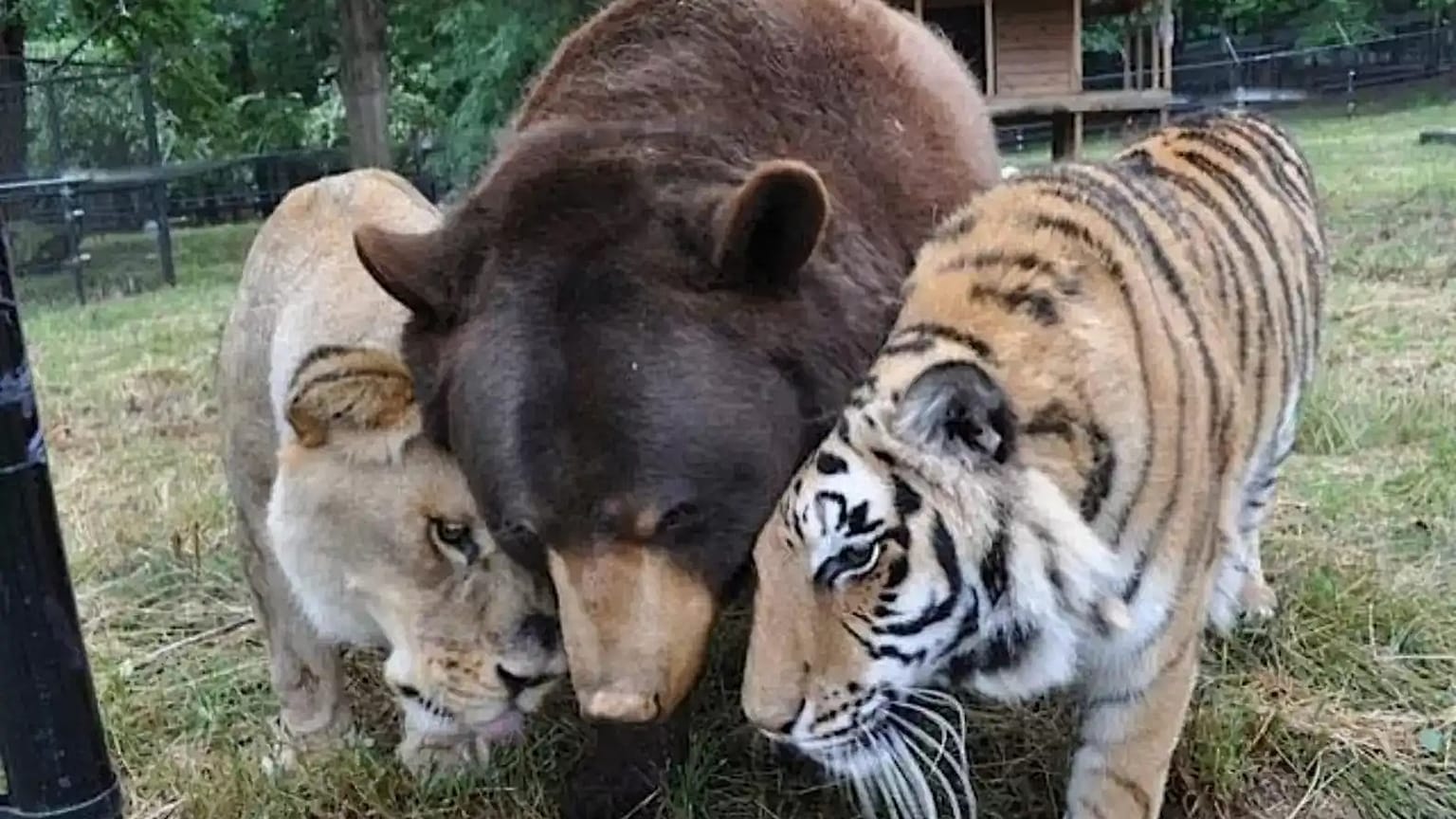 Shere Khan, Leo ve Baloo'nun dostluğu