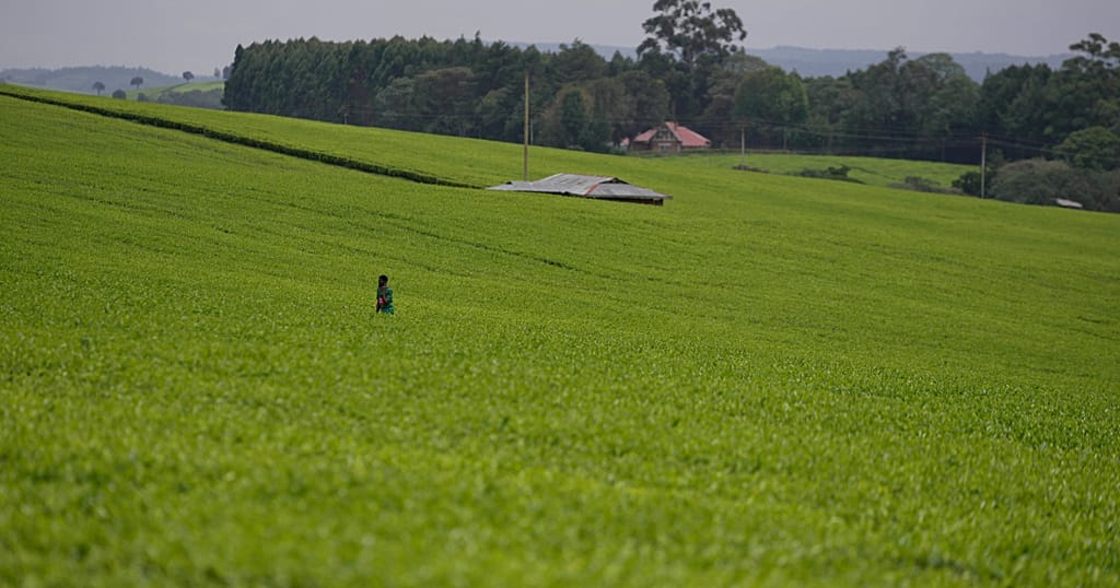 Kenyan women's fight for their land rights after death of husbands