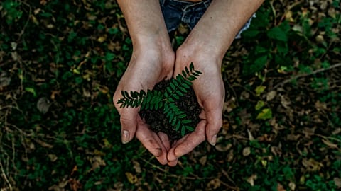 Close-up shot of hands wrapped around a plant. 