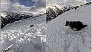 Skier and dog caught in avalanche