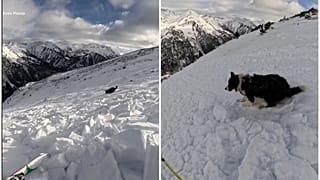 Skier and dog caught in avalanche