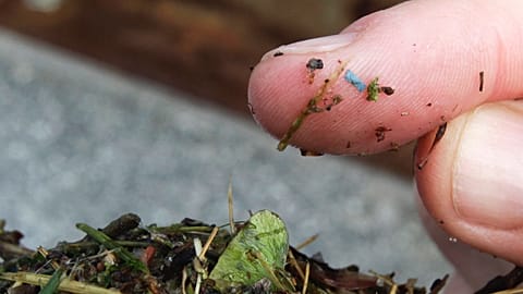 This May 19, 2010, file photo shows a blue rectangular piece of microplastic on the finger of a researcher with the University of Washington-Tacoma.