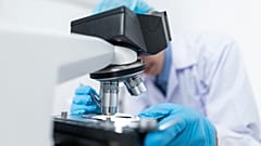 Equipa de investigadores identifica casos de infeção por "Candida auris"