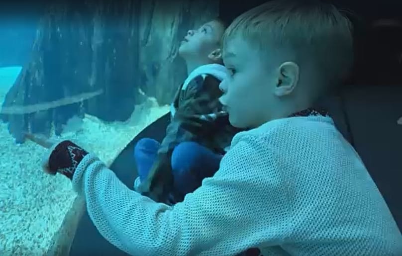 Makar de seis anos observa atentamente o aquário principal do Oceanário de Lisboa 