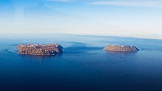 A Diomeda-farkasszem