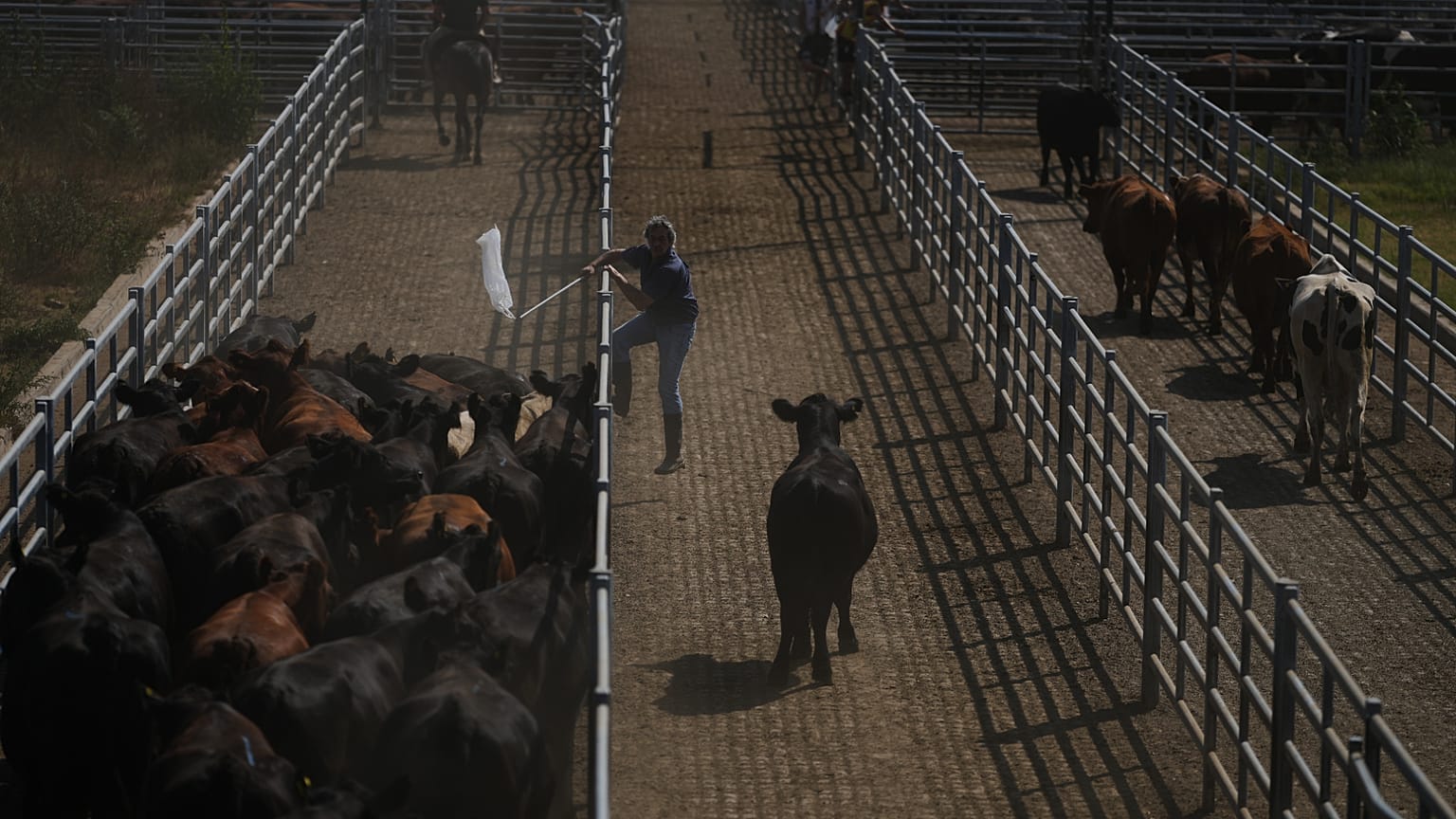 A worker moves cattle at the Agricultural and Livestock Market in Canuelas, Argentina