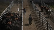A worker moves cattle at the Agricultural and Livestock Market in Canuelas, Argentina