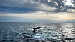 Am Montag, 27. März 2023, interagieren zwei nordatlantische Glattwale an der Wasseroberfläche der Cape-Cod-Bucht in Massachusetts.