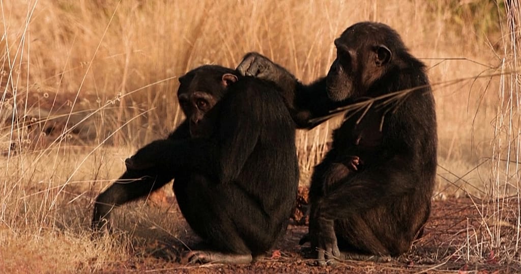 In Senegal, observing chimpanzees saves some from working in the mines