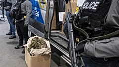 Canos de cannabis apreendidos no âmbito do programa DELTA