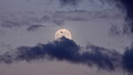 A bird flies as the full moon, known as the Wolf Supermoon rises in the sky over Belgrade, Serbia, Friday, Jan. 2, 2026. 