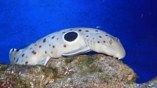 Karada yürüyebilen köpekbalığı