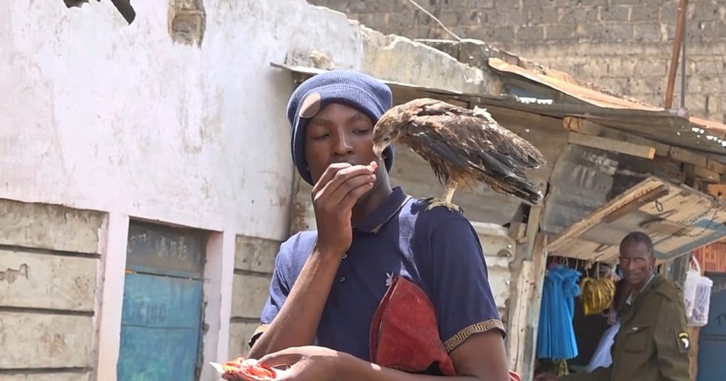 Kenya: the man rescuing wild birds, even without a roof over his head