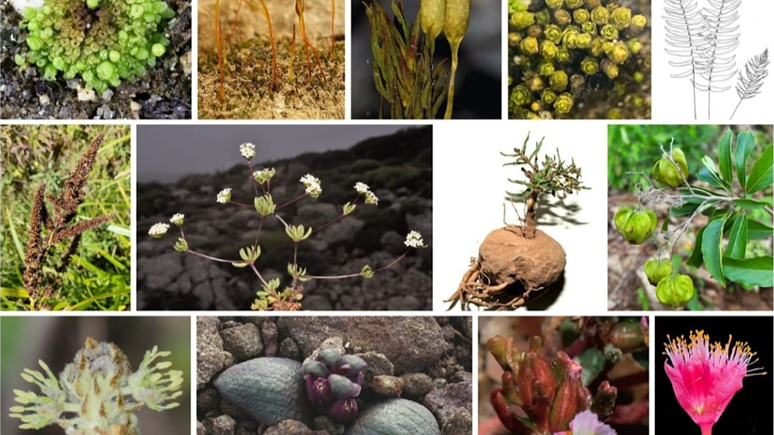 80 nuevas especies descubiertas