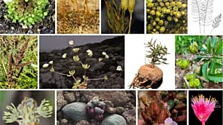 80 nuevas especies descubiertas