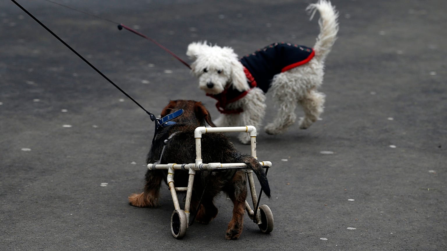 يلعب الكلب 'باك' المملوك لميليسا كانكوفيتش كاديفيتش، والذي يستخدم كرسيًا متحركًا، مع كلب آخر في حديقة بمدينة بلغراد بصربيا.