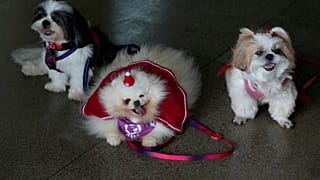 Terapeuták kutyái érkeznek egy brazíliavárosi nappali kórházba, hogy részt vegyenek egy karácsonyi foglalkozáson a betegekkel 2025. december 23-án 