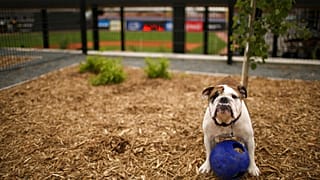 Köpekler eşya isimlerini kulak misafiri olarak öğrenebiliyorlar.