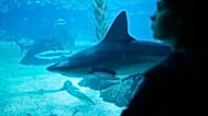Rekin pływa blisko okna głównego zbiornika oceanarium, obserwowany przez dziecko, Lizbona, piątek, 31 października 2025 r. (AP Photo/Armando Franca)