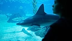 Архив: Лиссабонский океанариум, октябрь, 2025 год.