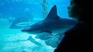 Rekin pływa blisko okna głównego zbiornika oceanarium, obserwowany przez dziecko, Lizbona, piątek, 31 października 2025 r. (AP Photo/Armando Franca)