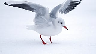 Möwe im Schnee in Hamburg - Symbolbild