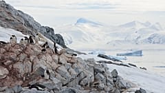 In der Antarktis lebt eine Pinguinkolonie.