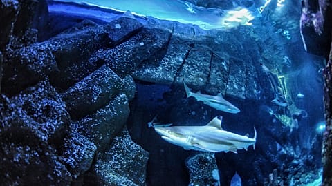 In this undated handout photo provided by Heinrich Heine University Duesseldorf in January 2026, a blacktip reef shark swims at Sealife Oberhausen in Oberhausen, Germany. 