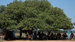 Alunos assistem a uma aula debaixo de uma árvore na Escola Secundária de Seipone, na aldeia rural de Ga-Mashashane, 4 de maio de 2023