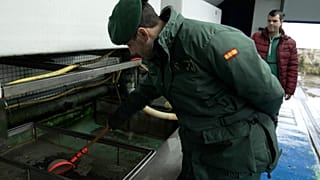 Rettung des Europäischen Aals: Kann die Zusammenarbeit den milliardenschweren Handel stoppen?